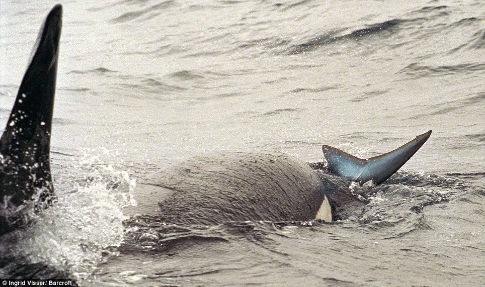 mako-shark-killer-whale-orca